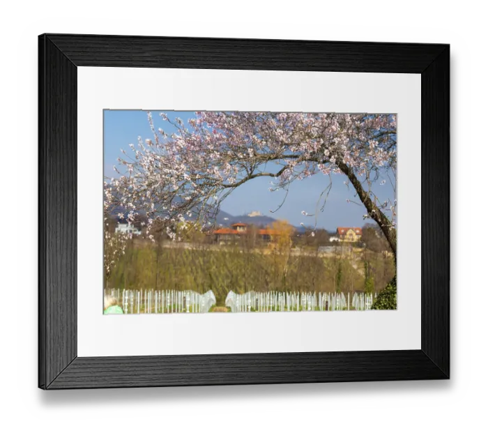 Framed Print : Almond blossom on the German Wine Route: almond tree in bloom