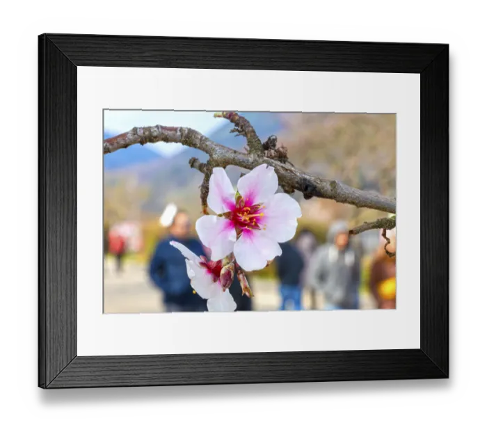 Framed Print : Close-up of a blossoming almond tree on the Almond Mile in Edenkoben (Palatinate)