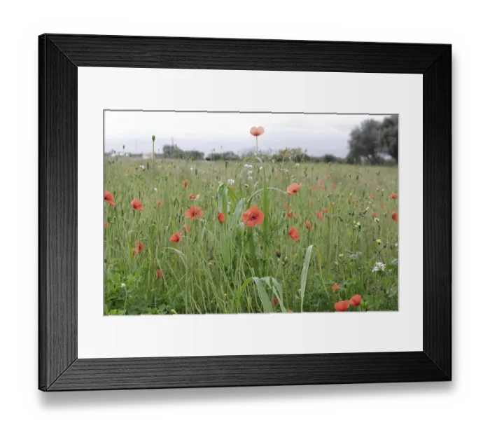 Framed Print : Corn poppy (Papaver rhoeas), red Framed Print : Corn poppy (Papaver rhoeas), red