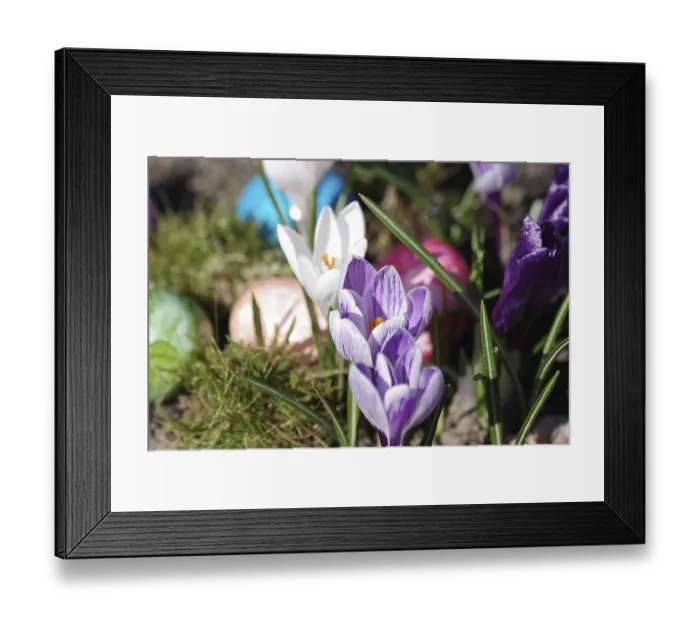 Framed Print : Crocuses (Crocus), Easter egg, colourful Framed Print : Crocuses (Crocus), Easter egg, colourful