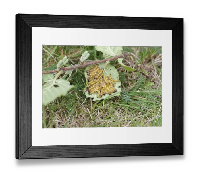 Framed Print : Moonbat (Phalera bucephala), caterpillars Framed Print : Moonbat (Phalera bucephala), caterpillars