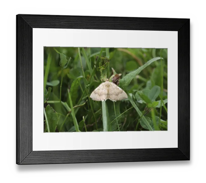 Framed Print : Yellow Shell moth (Camptogramma bilineata) Framed Print : Yellow Shell moth (Camptogramma bilineata)