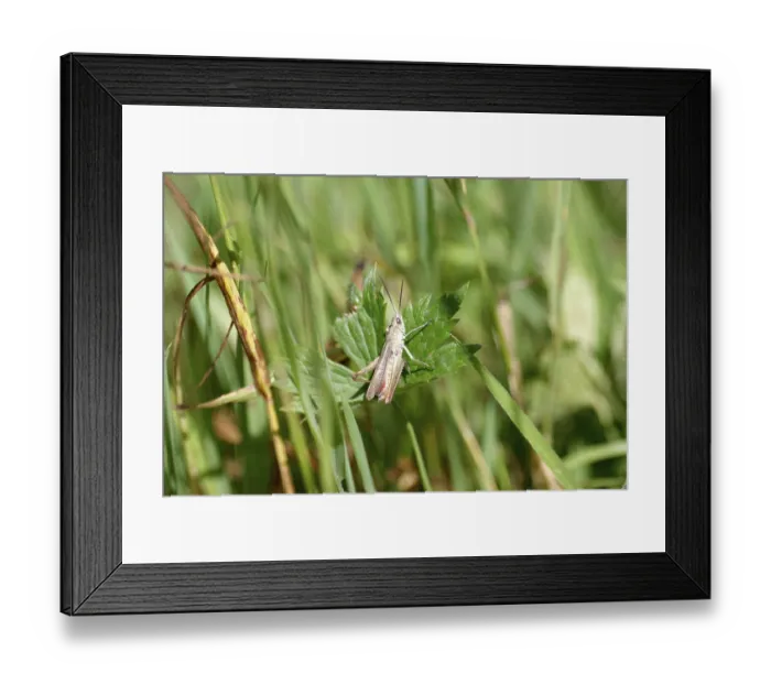 Framed Print : Meadow grasshopper (Chorthippus dorsatus)