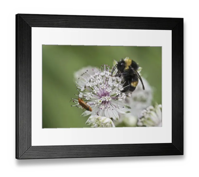 Framed Print : ibxenh09425051.jpg Framed Print : ibxenh09425051.jpg