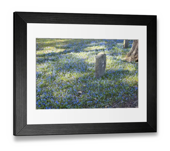 Framed Print : Small boundary stone standing in a field of blooming scilla flowers in spring sunlight Framed Print : Small boundary stone standing in a field of blooming scilla flowers in spring sunlight
