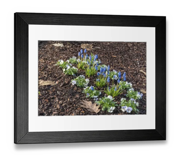 Framed Print : Blue grape hyacinths and white and purple pansies growing in dark brown mulch in a garden