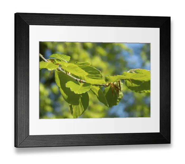 Framed Print : Borken, NRW, Germany, New beech leaves growing on a branch in spring sunshine