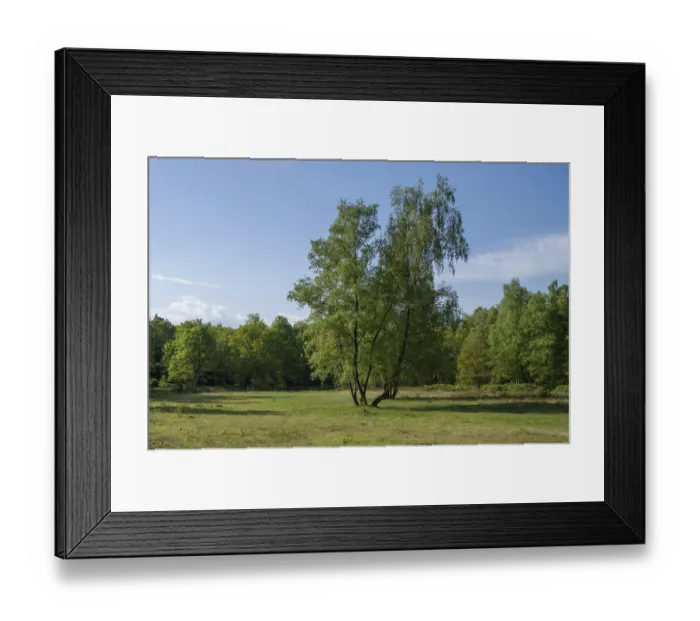 Framed Print : Birch trees growing in a green meadow under a blue sky Framed Print : Birch trees growing in a green meadow under a blue sky