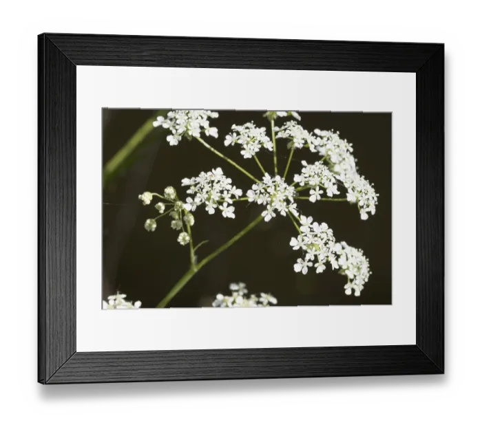 Framed Print : Close-up of delicate cow parsley flowers