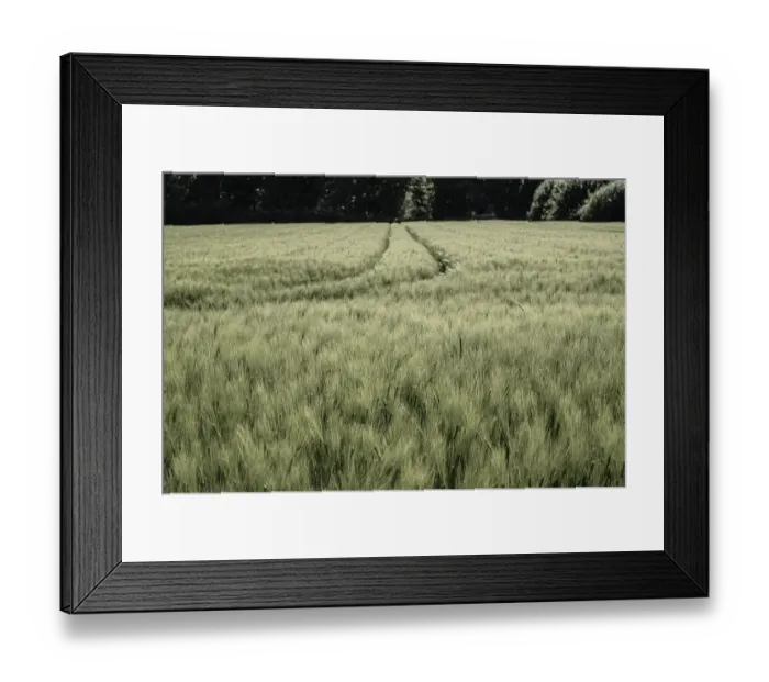 Framed Print : Green wheat field with tractor tracks leading to the forest in the background Framed Print : Green wheat field with tractor tracks leading to the forest in the background