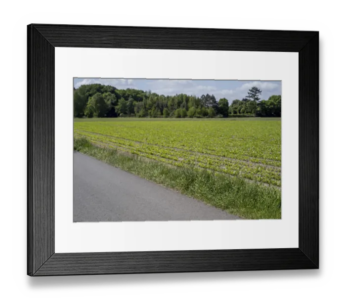 Framed Print : Cultivated field with growing green plants near a paved road and a forest under a cloudy sky