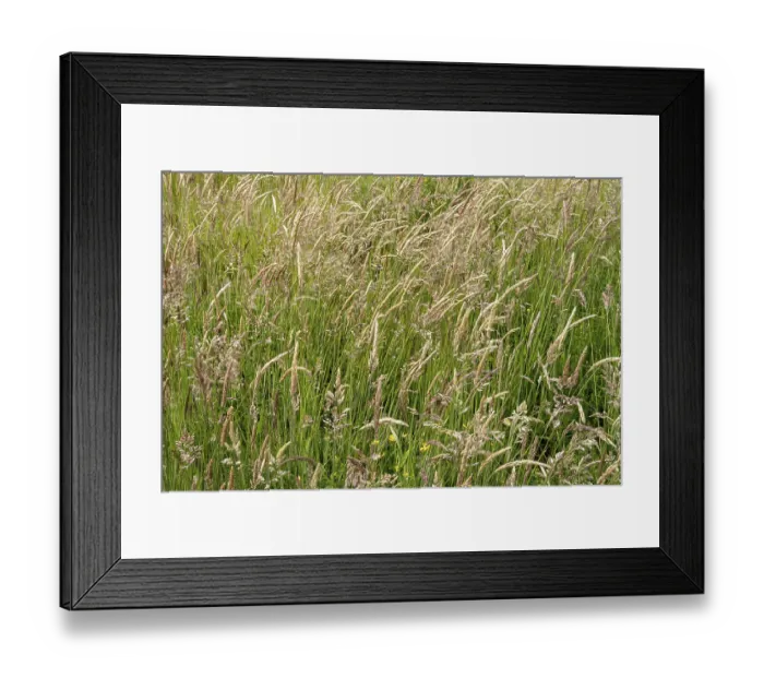 Framed Print : Burlo, North Rhine-Westphalia, Germany