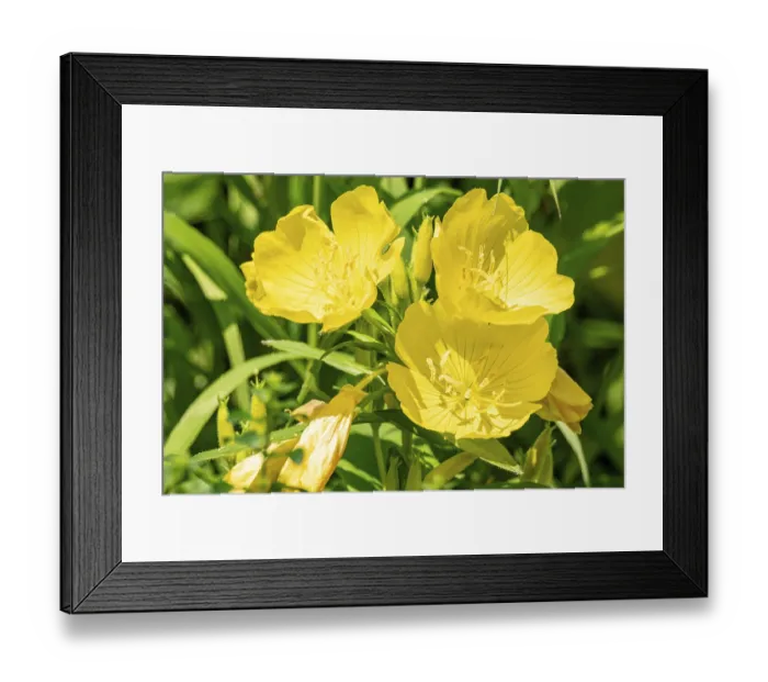 Framed Print : Bright yellow evening primrose flowers blooming in the summer sunshine