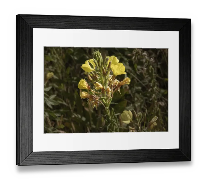 Framed Print : Oenothera biennis, also known as common evening primrose Framed Print : Oenothera biennis, also known as common evening primrose
