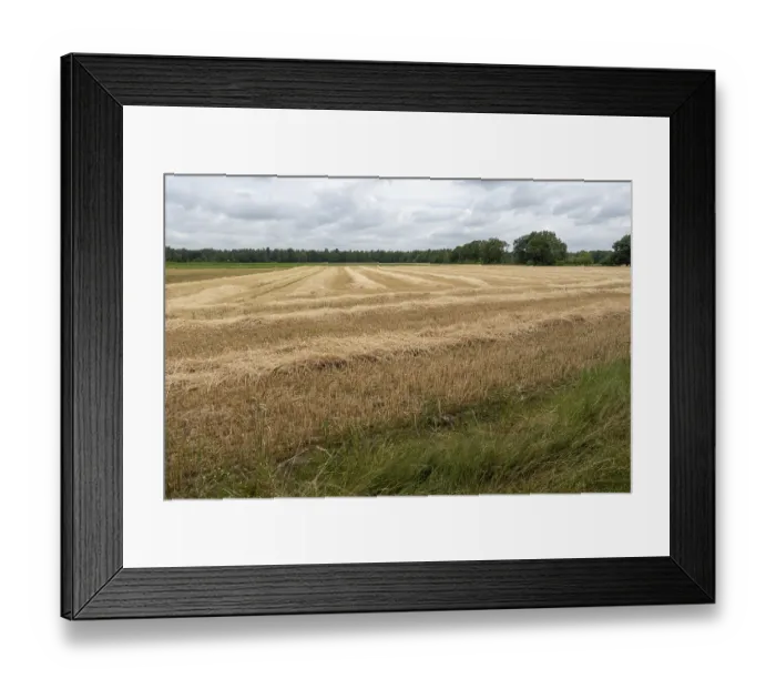 Framed Print : Rows of harvested wheat drying in a field under a summer cloudy sky Framed Print : Rows of harvested wheat drying in a field under a summer cloudy sky