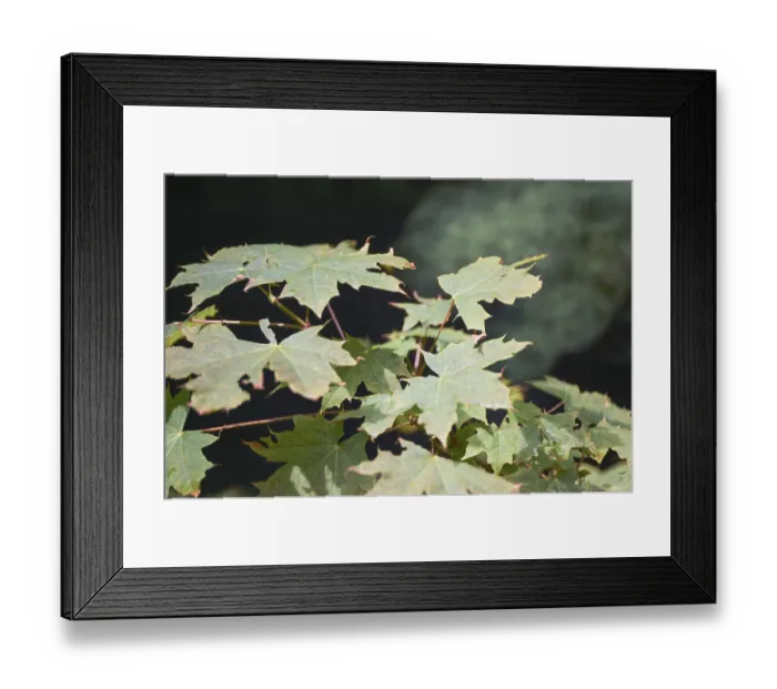 Framed Print : Maple leaves gently swaying in the breeze Framed Print : Maple leaves gently swaying in the breeze