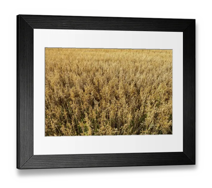Framed Print : Ripe oat field swaying gently in the breeze Framed Print : Ripe oat field swaying gently in the breeze