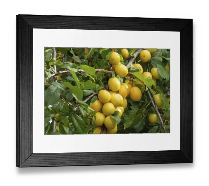 Framed Print : Ripe yellow mirabelle plums hanging from a tree branch in a summer orchard