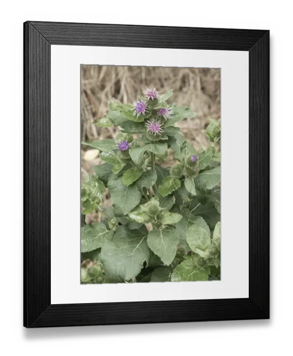 Framed Print : Burdock plant growing and blooming with purple flowers and green burs