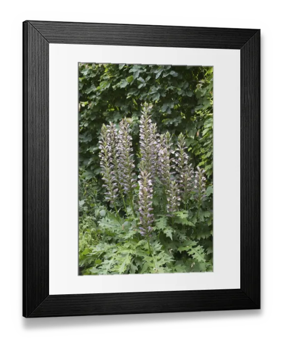 Framed Print : Acanthus mollis, commonly known as bear's breeches