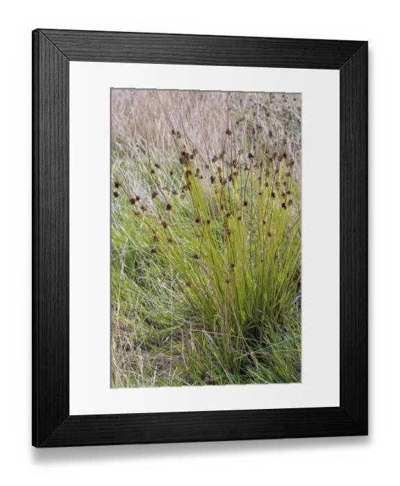 Framed Print : Soft rush (juncus inflexus) growing in a meadow in woold