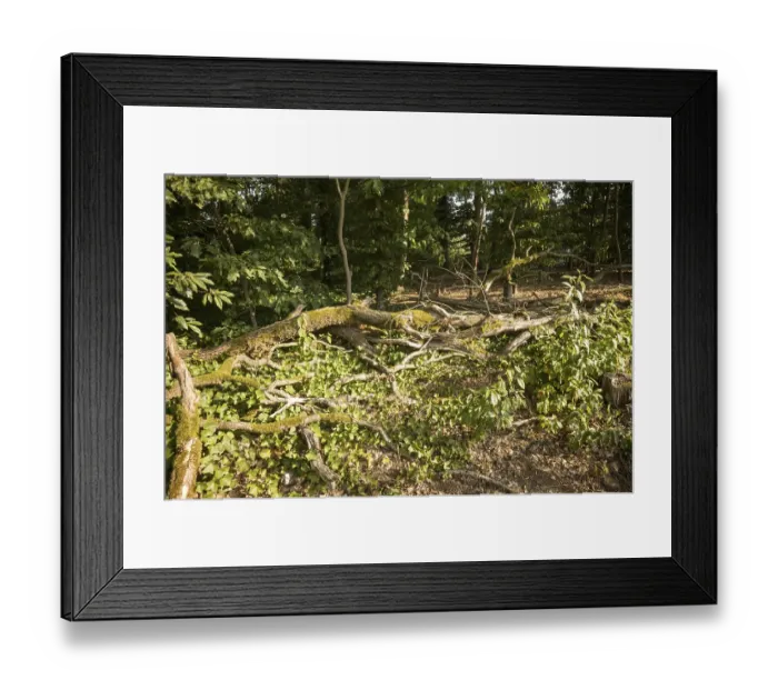 Framed Print : Fallen tree trunk and branches decaying on the forest floor