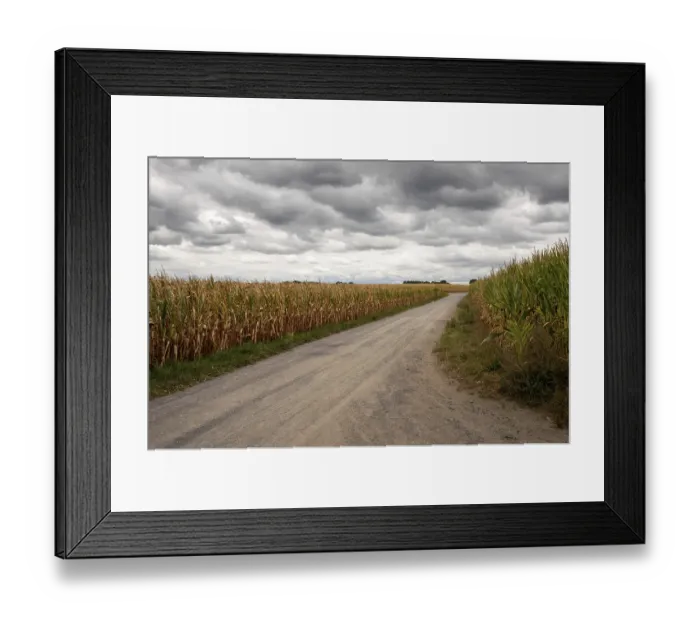 Framed Print : Gravel road crosses corn fields ready for harvest under dramatic cloudy sky