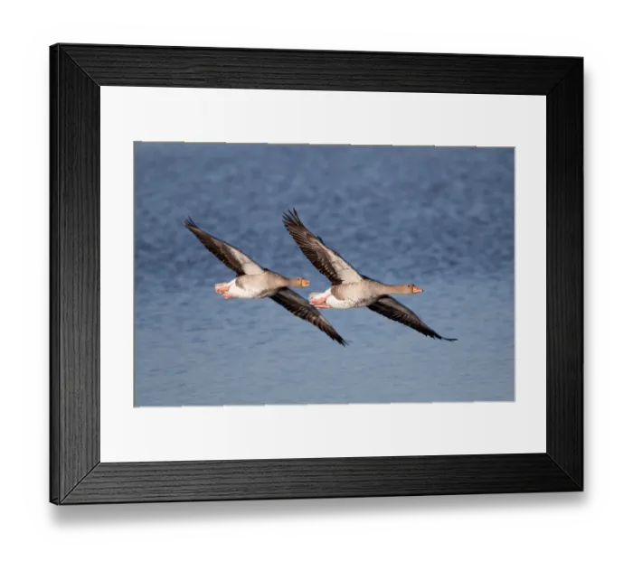 Framed Print : Pair of greylag geese flying together Framed Print : Pair of greylag geese flying together