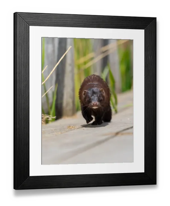 Framed Print : A mink sneaks up on you
