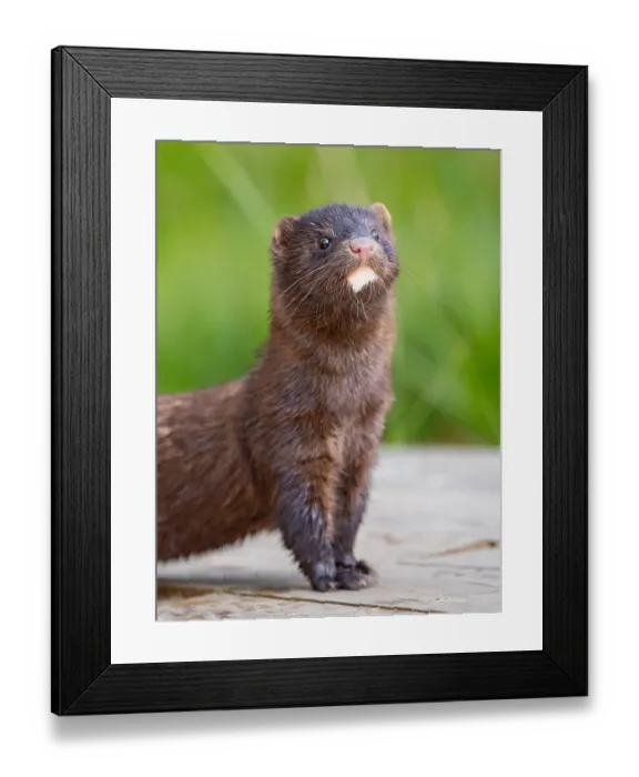 Framed Print : A mink looks interested Framed Print : A mink looks interested