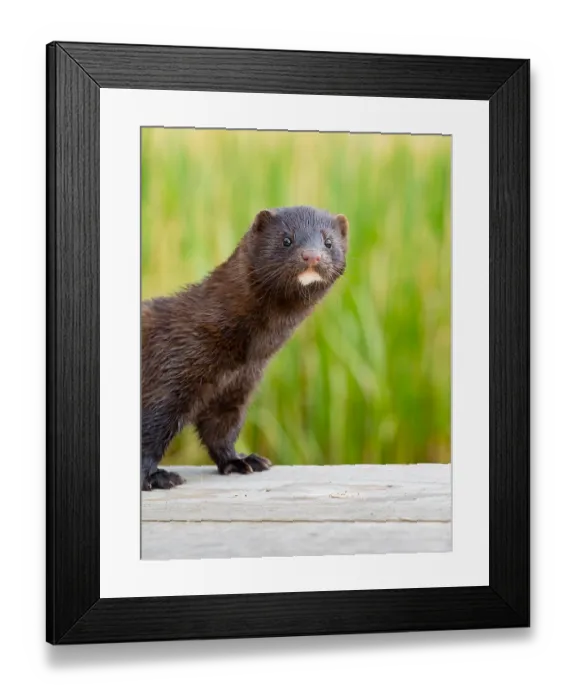 Framed Print : A mink looks interested Framed Print : A mink looks interested