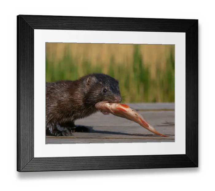 Framed Print : A mink captures a rudd from an angler Framed Print : A mink captures a rudd from an angler