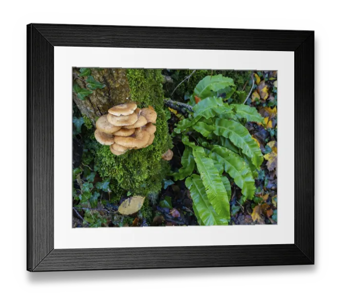 Framed Print : Autumn impression from the Honnetal in Sauerland