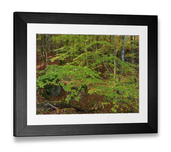 Framed Print : Autumn impression from the Honnetal in Sauerland