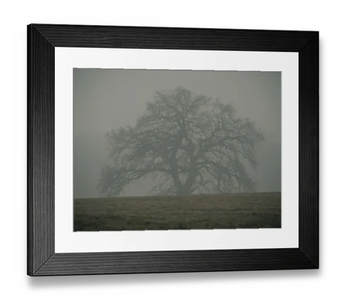 Framed Print : Trees in the early morning fog