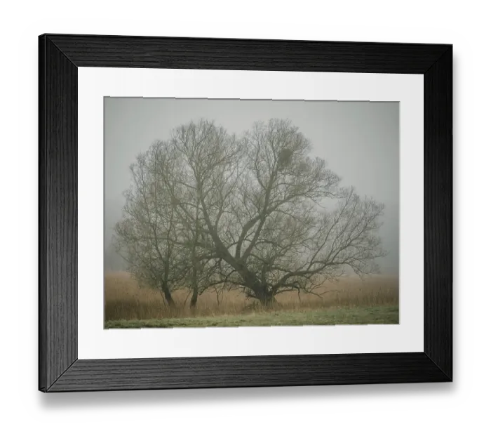 Framed Print : Trees in the early morning fog