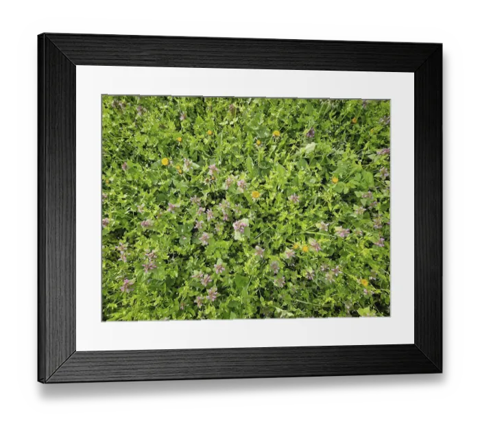Framed Print : Vibrant meadow background top view with green grass and different wildflowers as bloomed yellow dandelions Framed Print : Vibrant meadow background top view with green grass and different wildflowers as bloomed yellow dandelions