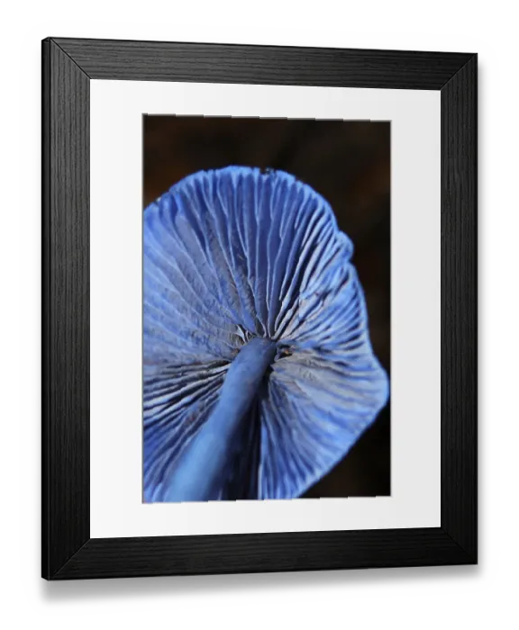 Framed Print : Underside of blue toadstool, Entoloma hochstetteri Framed Print : Underside of blue toadstool, Entoloma hochstetteri