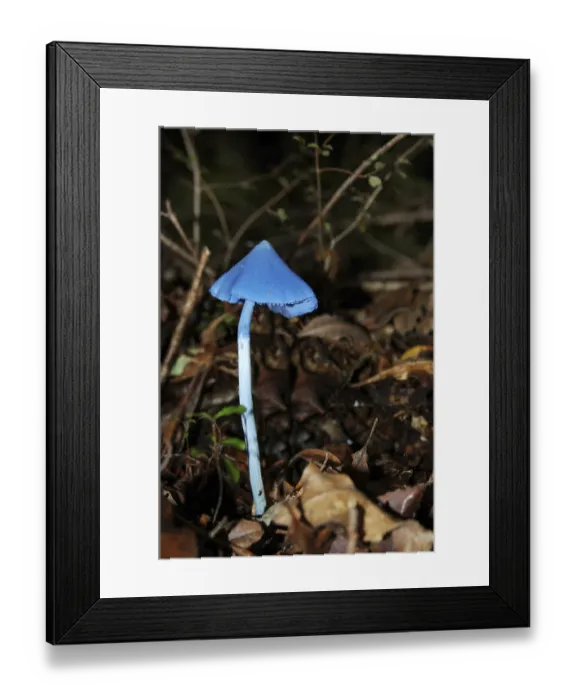 Framed Print : Blue toadstool, Entoloma hochstetteri Framed Print : Blue toadstool, Entoloma hochstetteri