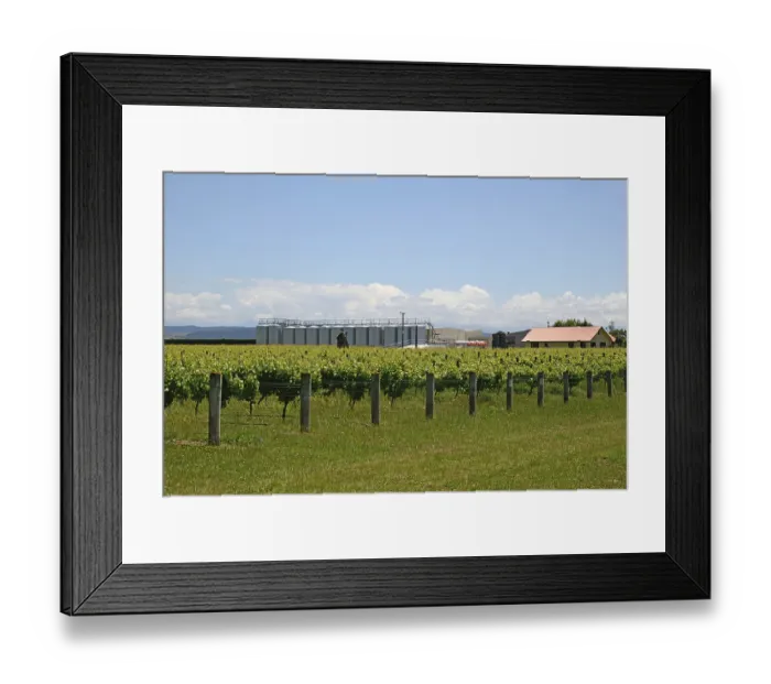 Framed Print : Lush summer growth on a vineyard near Nelson