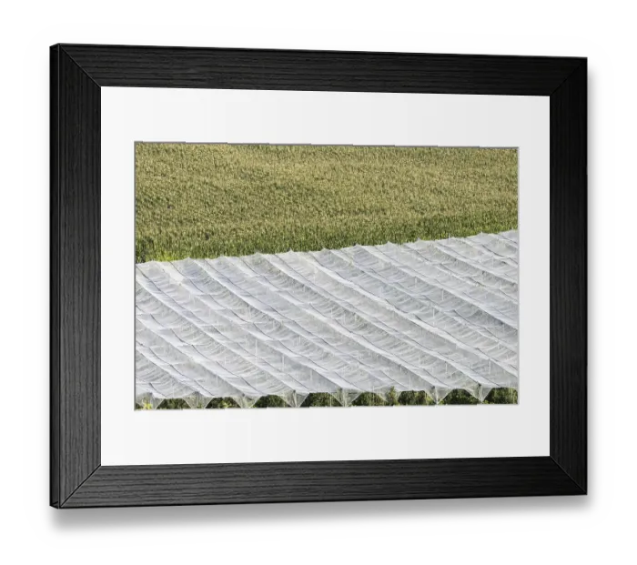 Framed Print : Apple orchard, fruit orchard, partly protected with hail netting