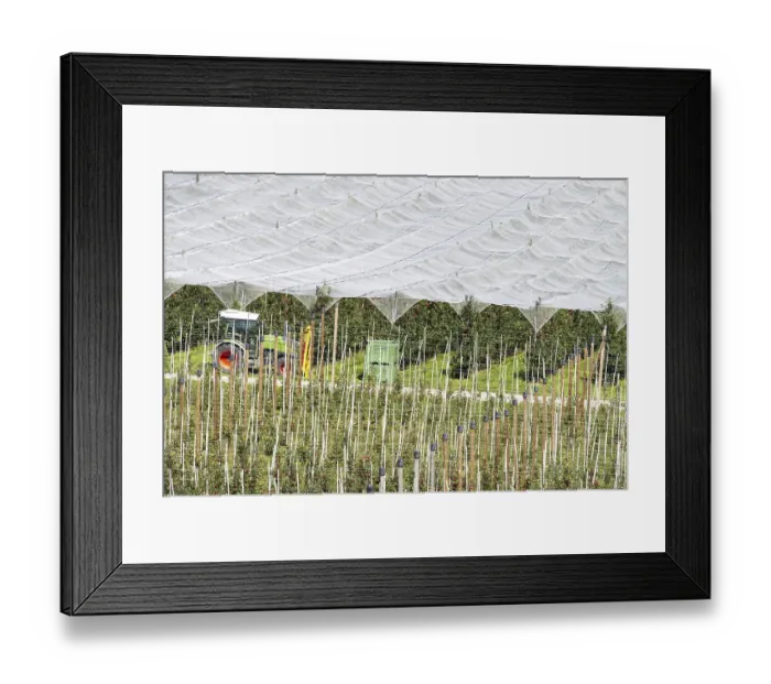 Framed Print : Apple orchard, fruit orchard, partly protected with hail netting Framed Print : Apple orchard, fruit orchard, partly protected with hail netting