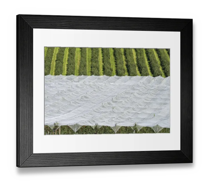 Framed Print : Apple orchard, fruit orchard, partly protected with hail netting Framed Print : Apple orchard, fruit orchard, partly protected with hail netting