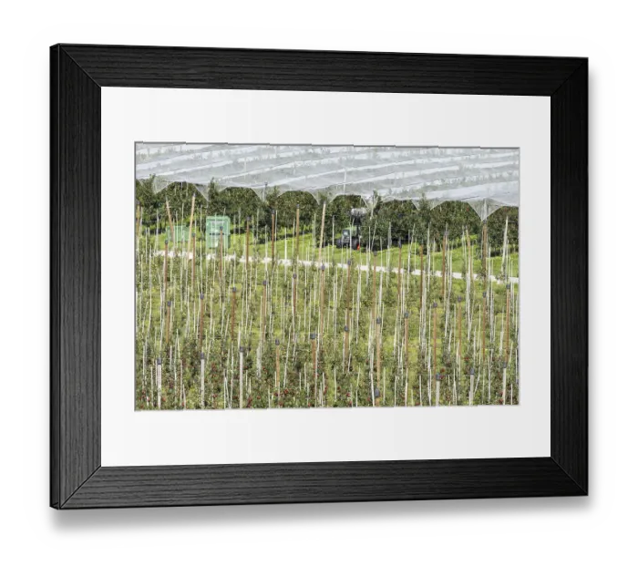 Framed Print : Apple orchard, fruit orchard, partly protected with hail netting