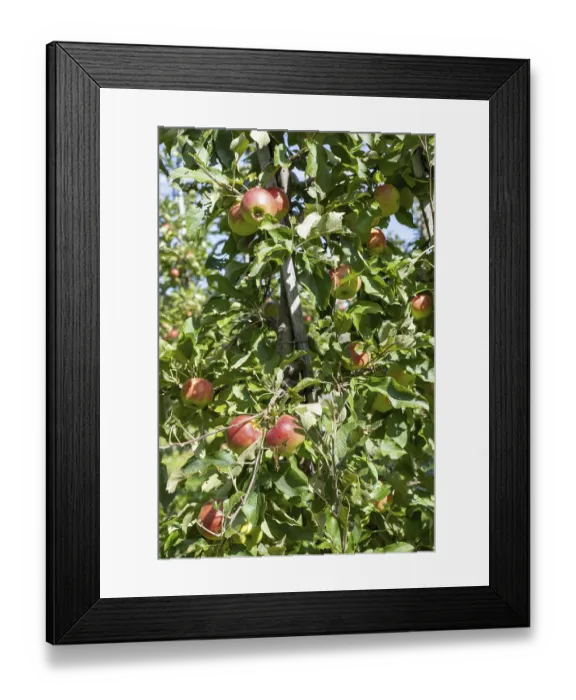 Framed Print : Apple orchard, fruit orchard, near moated castle on Lake Constance