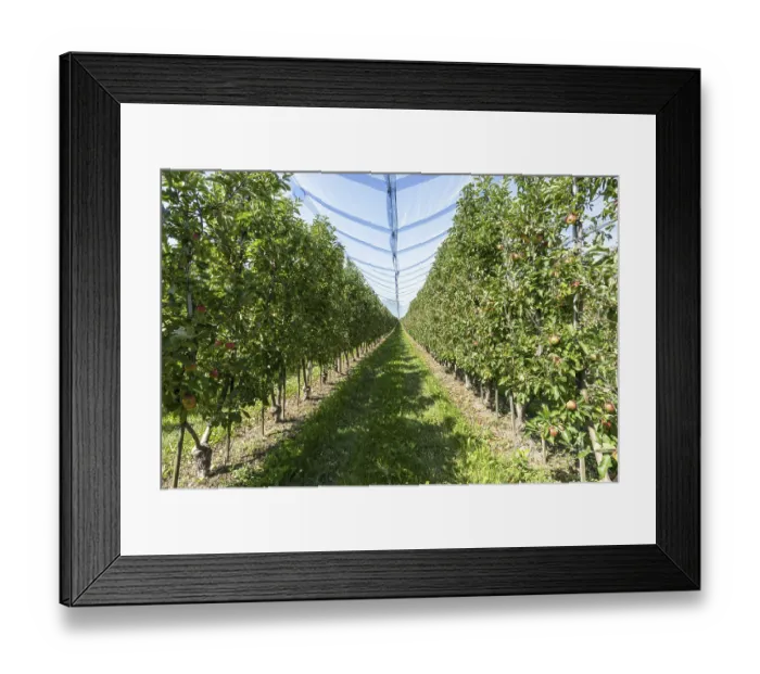 Framed Print : Apple orchard, fruit orchard, partly protected with hail netting