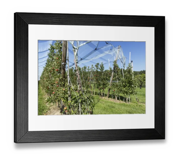 Framed Print : Apple orchard, fruit orchard, partly protected with hail netting
