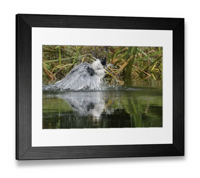 Framed Print : A grey heron (Ardea cinerea) moves in the water