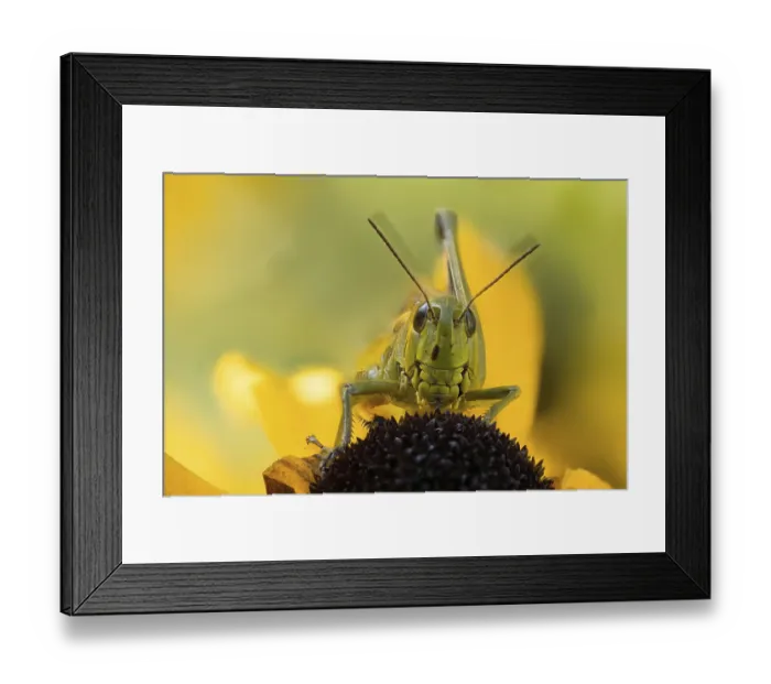 Framed Print : Close-up of a marsh grasshopper (Stethophyma grossum) on a yellow flower