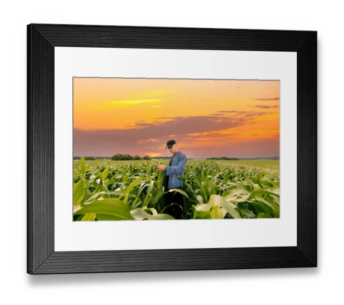 Framed Print : Farmer inspecting corn plants in a field during a serene sunset